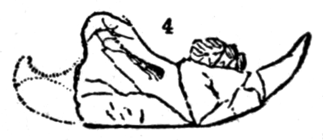 #6 - That a Perfectly Matching Canine Tooth Proved the Connection