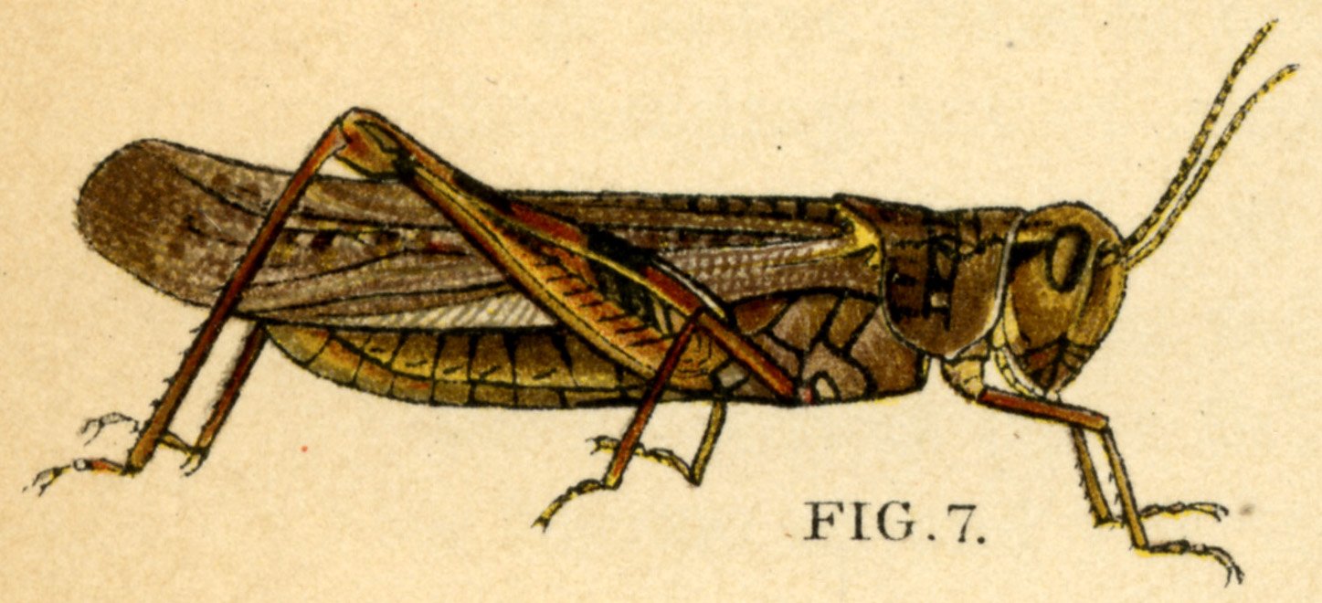 #1 - The Rocky Mountain Locust: Trillions of Insects Gone Without a Trace