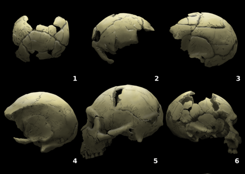 #7 - Cranium 6, Nicknamed "Ruy"