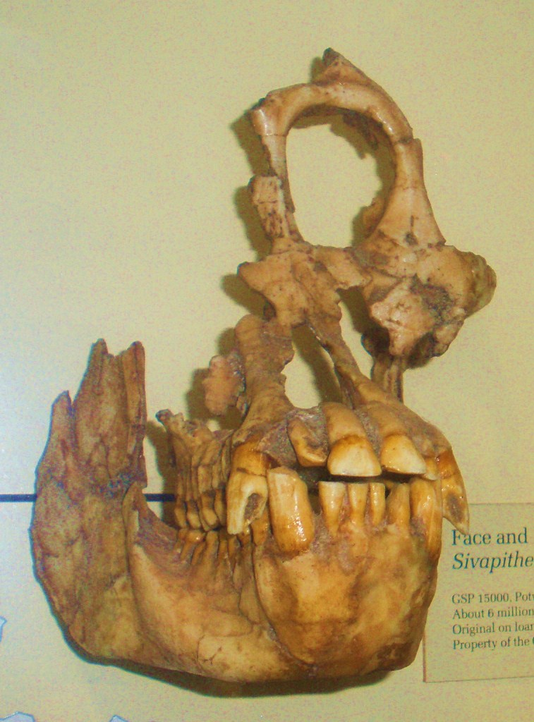 #5 - That the Skull and Jaw Belonged to the Same Creature