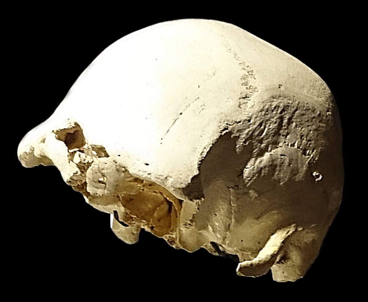 #5 - Cranium 4, The Skull Called "Agamemnon"