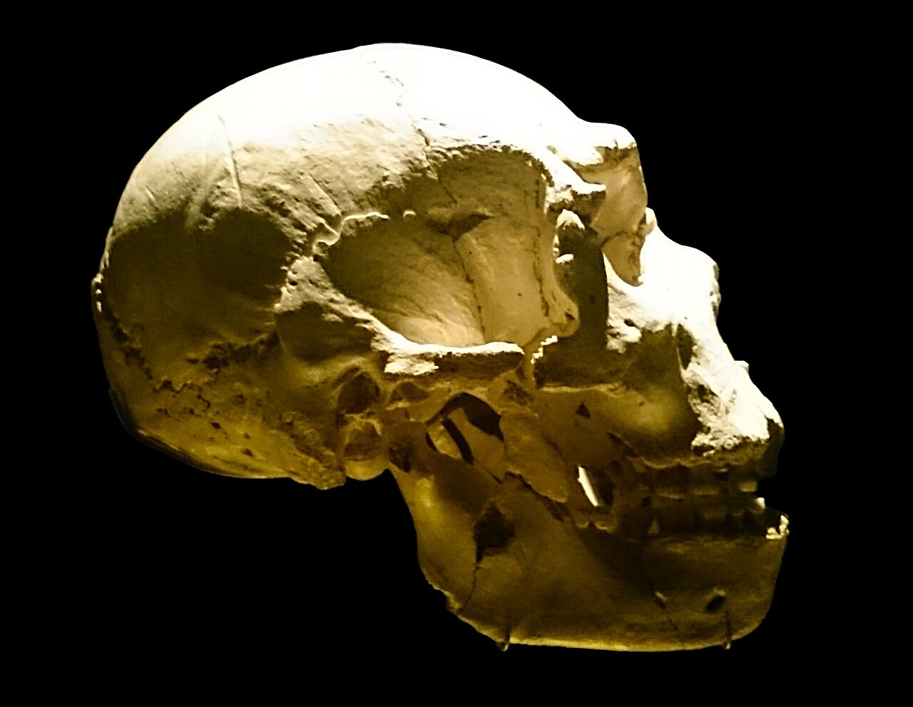 #3 - Cranium 5, "Miguelón," The Most Complete Skull on Earth