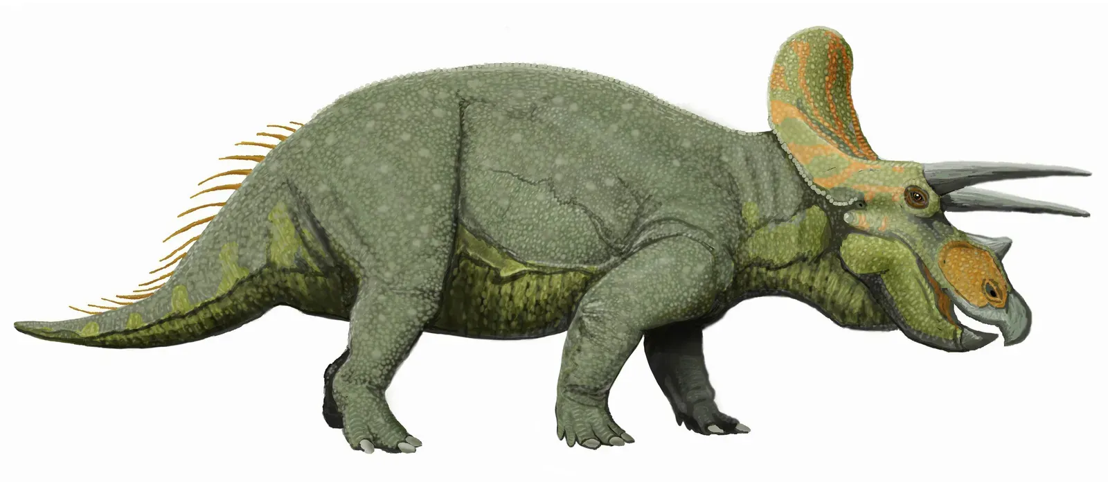 Triceratops: The Horned Rival Built To Meet T. Rex Head‑On