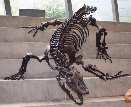#12 - Megalania: The Giant Komodo Cousin That Haunts Australian Myths