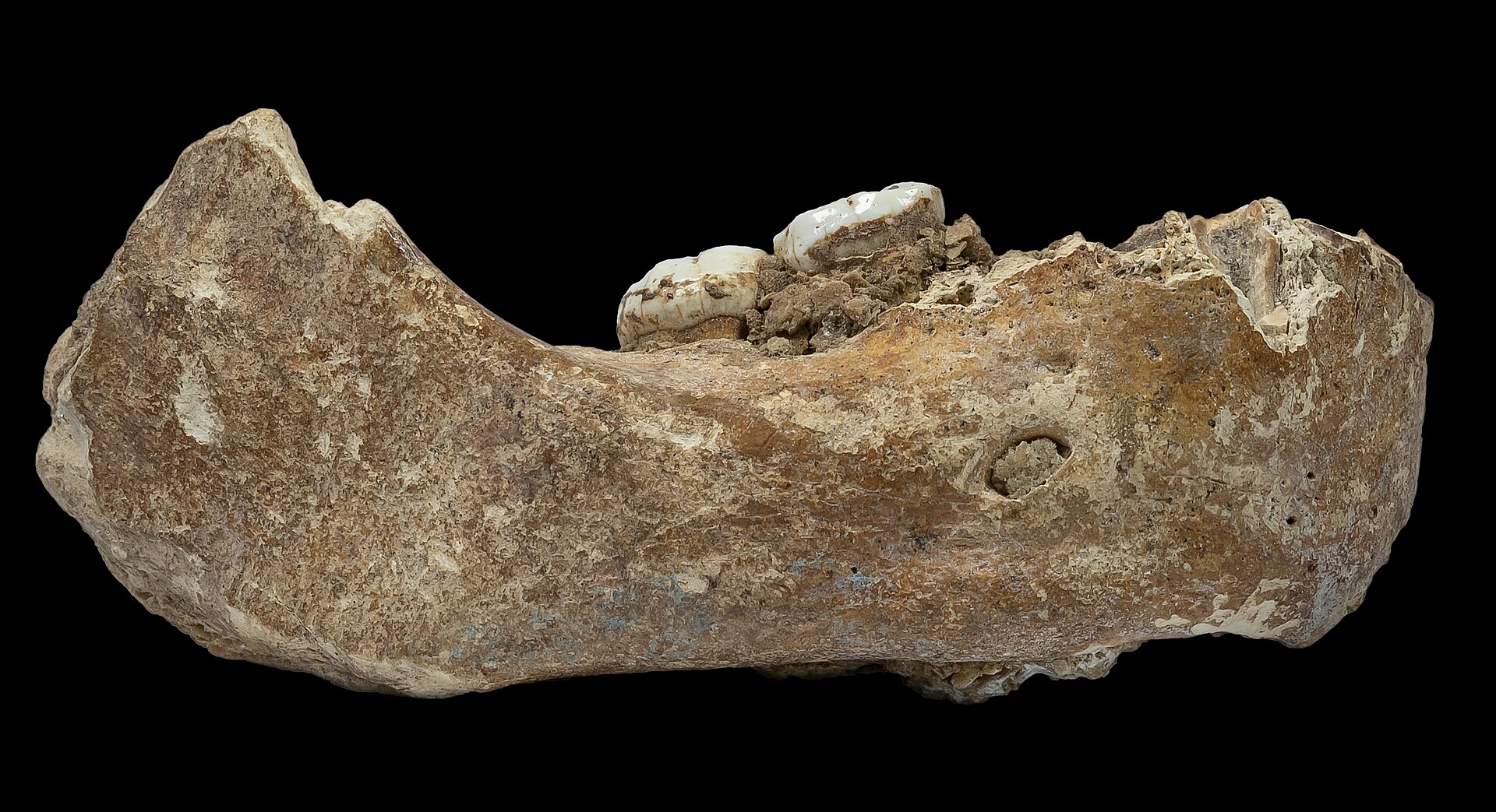 #5 - A Jawbone in Tibet Proved Denisovans Weren't Just a Siberian Story