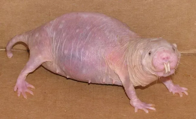 13 Creatures Written Off Far Too Early by Everybody