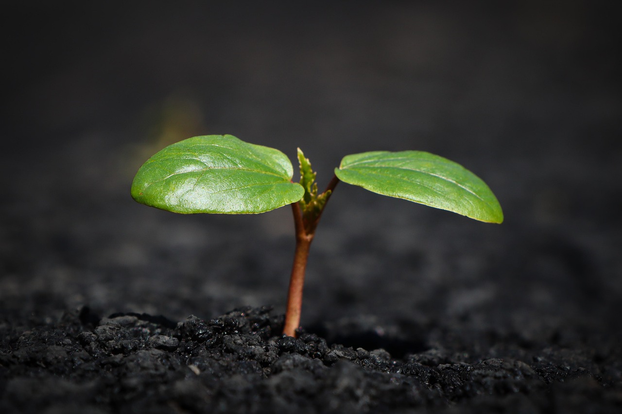 #7 - Why Your Potassium Number Depends on What You're Growing, Not Just What's There 