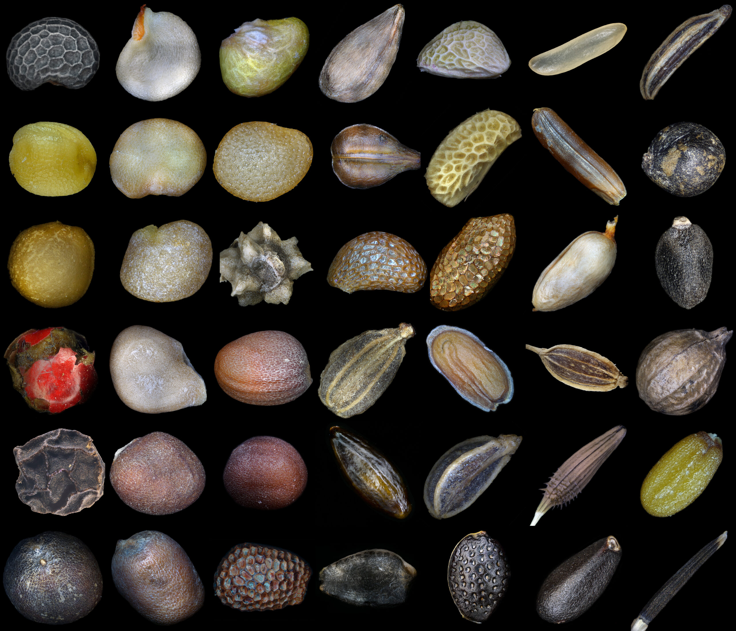 #8 Plant Remains, Seeds, and Fragile Fibers